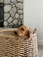 Nova, a female Golden Retriever for sale in Norco, CA – 2 of 4