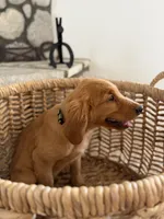 Bodhi, a male Golden Retriever for sale in Norco, CA – 2 of 4