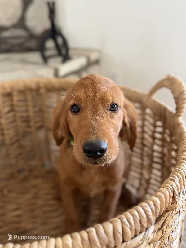 Scout – Golden Retriever puppy for sale in Norco, CA