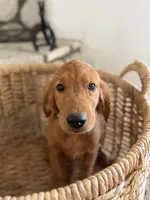 Scout, a female Golden Retriever for sale in Norco, CA – 1 of 6