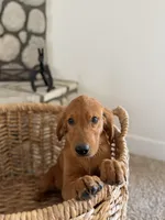 Scout, a female Golden Retriever for sale in Norco, CA – 6 of 6