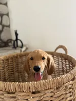 Kai, a female Golden Retriever for sale in Norco, CA – 2 of 6