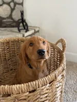 Rocky, a male Golden Retriever for sale in Norco, CA – 6 of 9