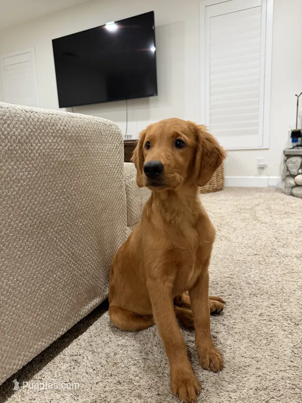 Summer – Golden Retriever puppy for sale in Norco, CA