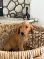 Bodhi, a male Golden Retriever for sale in Norco, CA – 4 of 4