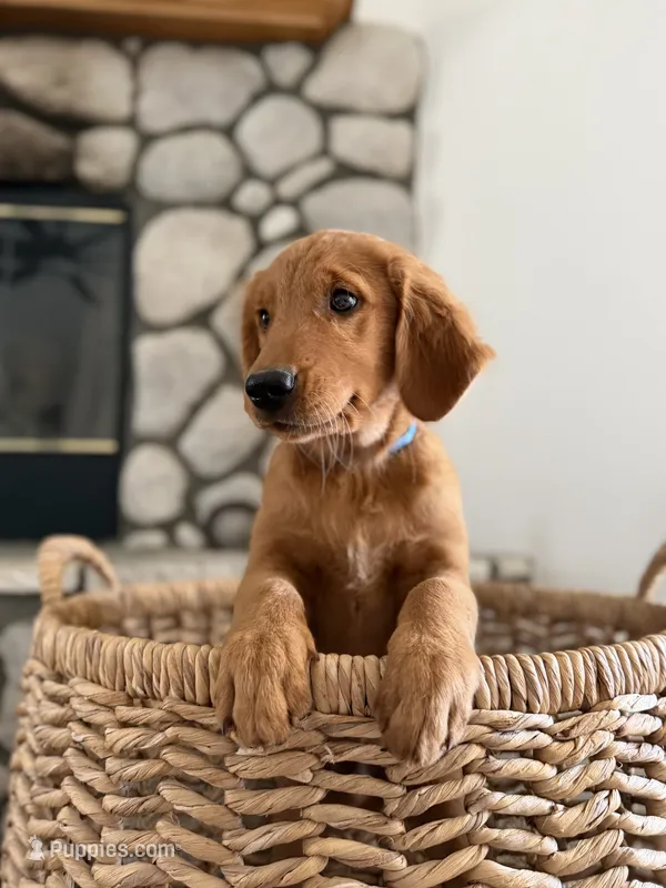 Rocky – Golden Retriever puppy for sale in Norco, CA