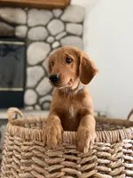 Rocky, a male Golden Retriever for sale in Norco, CA – 1 of 9