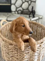 Rocky, a male Golden Retriever for sale in Norco, CA – 4 of 9