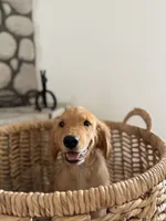 Kai, a female Golden Retriever for sale in Norco, CA – 6 of 6