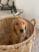 Rocky, a male Golden Retriever for sale in Norco, CA – 2 of 9