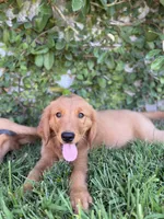 Boe, a male Golden Retriever for sale in Norco, CA – 1 of 2
