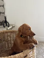 Scout, a female Golden Retriever for sale in Norco, CA – 2 of 6