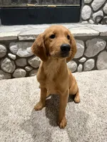 Summer, a female Golden Retriever for sale in Norco, CA – 6 of 6