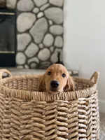 Nova, a female Golden Retriever for sale in Norco, CA – 4 of 4