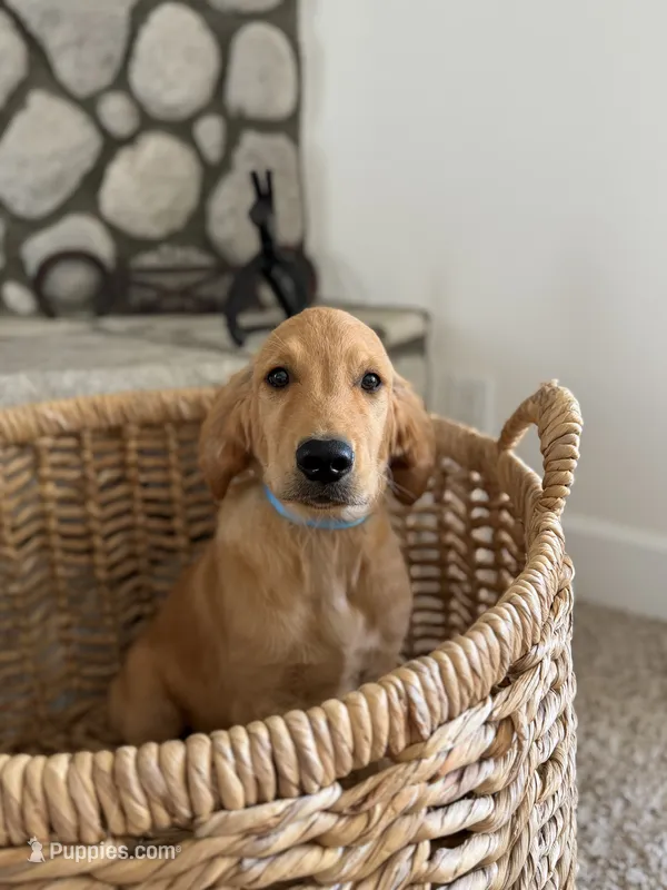 Boe  – Golden Retriever puppy for sale in Norco, CA