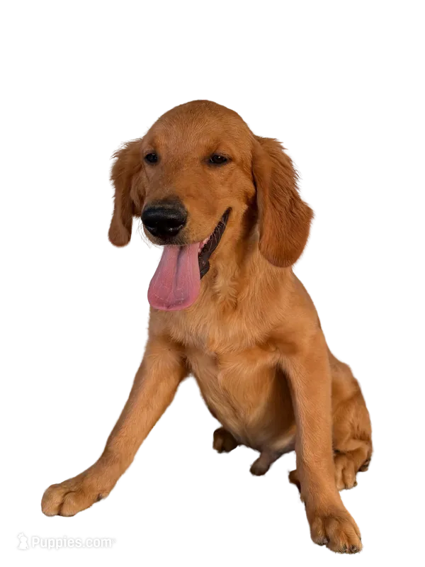 Oakley – Golden Retriever puppy for sale in Norco, CA