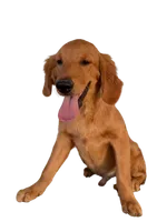 Oakley, a male Golden Retriever for sale in Norco, CA – 1 of 5