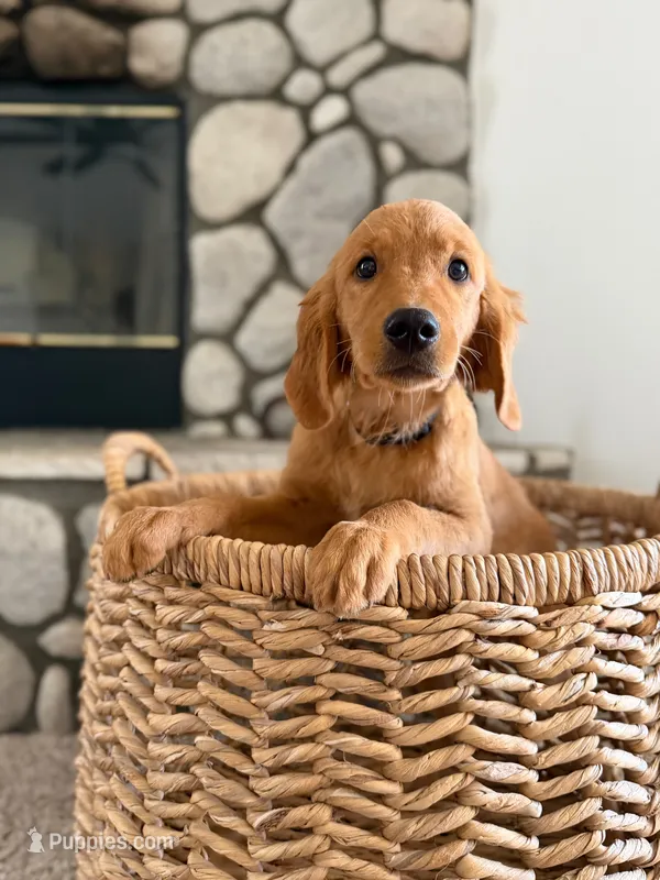 Nova – Golden Retriever puppy for sale in Norco, CA