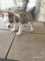 Pebbles, a male Boston Terrier and French Bulldog for sale in Buffalo, MO – 4 of 7