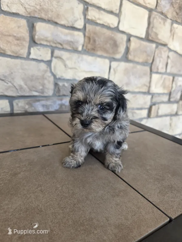 Bluey – Pomapoo puppy for sale in Buffalo, MO