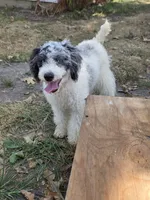 D, a male Poodle - Miniature  for sale in Buffalo, MO – 7 of 10