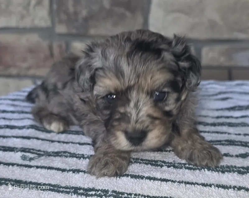 Bluey – Pomapoo puppy for sale in Buffalo, MO