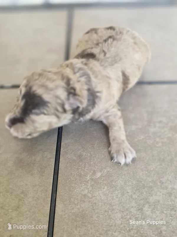 Cash – Pomapoo puppy for sale in Buffalo, MO