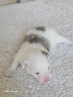 Missy, a female Pomapoo for sale in Buffalo, MO – Photo 3 of 5