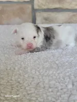 Missy, a female Pomapoo for sale in Buffalo, MO – Photo 4 of 5