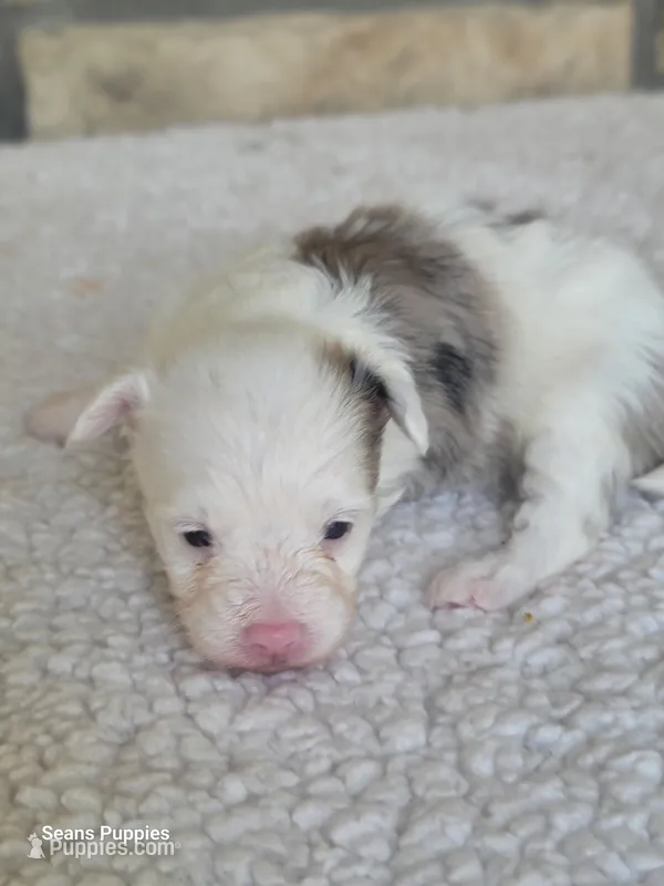 Missy, a female Pomapoo for sale in Buffalo, MO – Photo 1 of 5