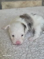 Missy, a female Pomapoo for sale in Buffalo, MO – Photo 1 of 5