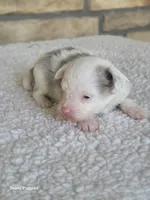 Missy, a female Pomapoo for sale in Buffalo, MO – Photo 5 of 5