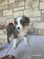 Bluey, a female Miniature Australian Shepherd for sale in Buffalo, MO – 3 of 7