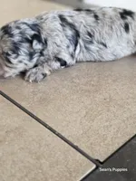 Bl, a female Pomapoo for sale in Buffalo, MO – 4 of 8