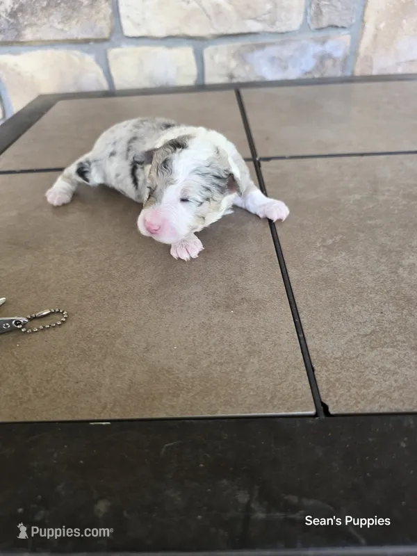 Marley – Pomapoo puppy for sale in Buffalo, MO