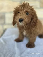 Red, a male Poodle - Miniature  for sale in Buffalo, MO – 10 of 10