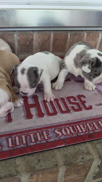 Maxi, a female Frenchton for sale in Buffalo, MO – 1 of 1