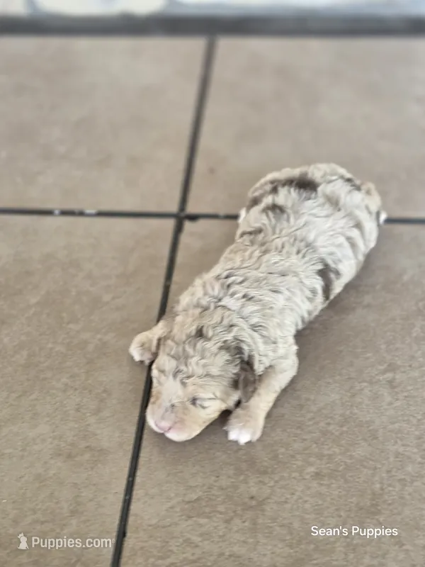 Teddy – Pomapoo puppy for sale in Buffalo, MO