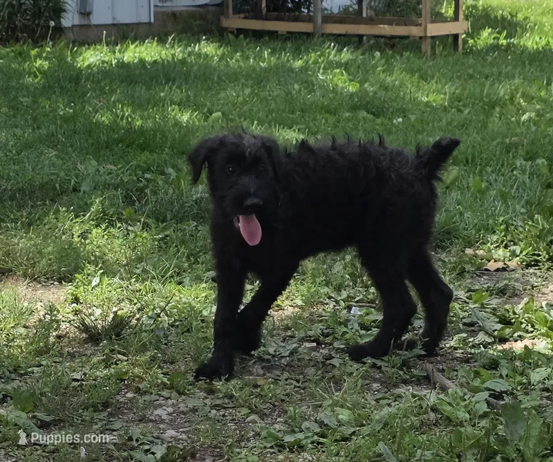 Shaggy – Giant Schnauzer puppy for sale in Buffalo, MO