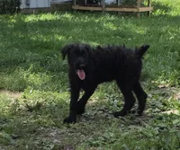 Shaggy, a female Giant Schnauzer for sale in Buffalo, MO – 1 of 10