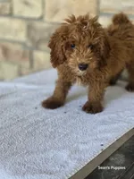 Red, a male Poodle - Miniature  for sale in Buffalo, MO – 5 of 10