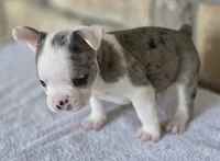 Bluey, a male Frenchton for sale in Buffalo, MO – 3 of 9