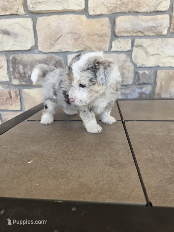 Checkers – Pomapoo puppy for sale in Buffalo, MO
