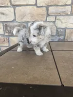 Checkers, a female Pomapoo for sale in Buffalo, MO – 1 of 7