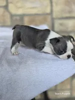 Annie, a female Frenchton for sale in Buffalo, MO – 6 of 6