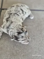 Maggie , a female Pomapoo for sale in Buffalo, MO – 9 of 9