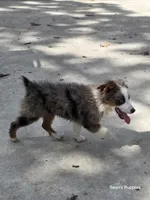 Flash, a female Miniature Australian Shepherd for sale in Buffalo, MO – 10 of 10