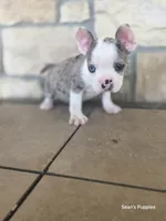 Pebbles, a male Boston Terrier and French Bulldog for sale in Buffalo, MO – 1 of 7