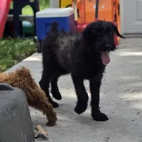 Shaggy, a female Giant Schnauzer for sale in Buffalo, MO – 5 of 10