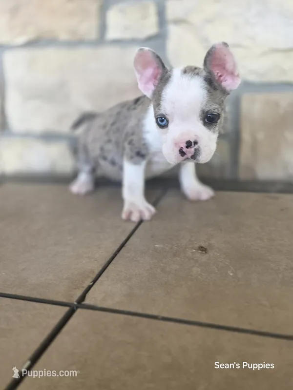 Pebbles  – Frenchton puppy for sale in Buffalo, MO